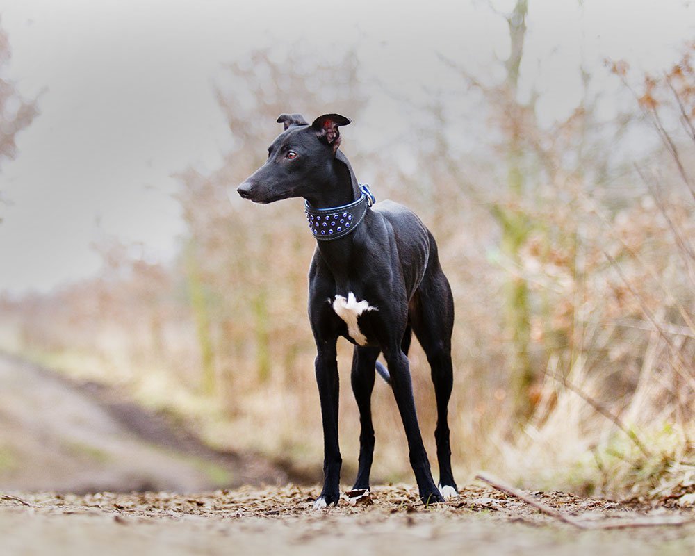 Whippet