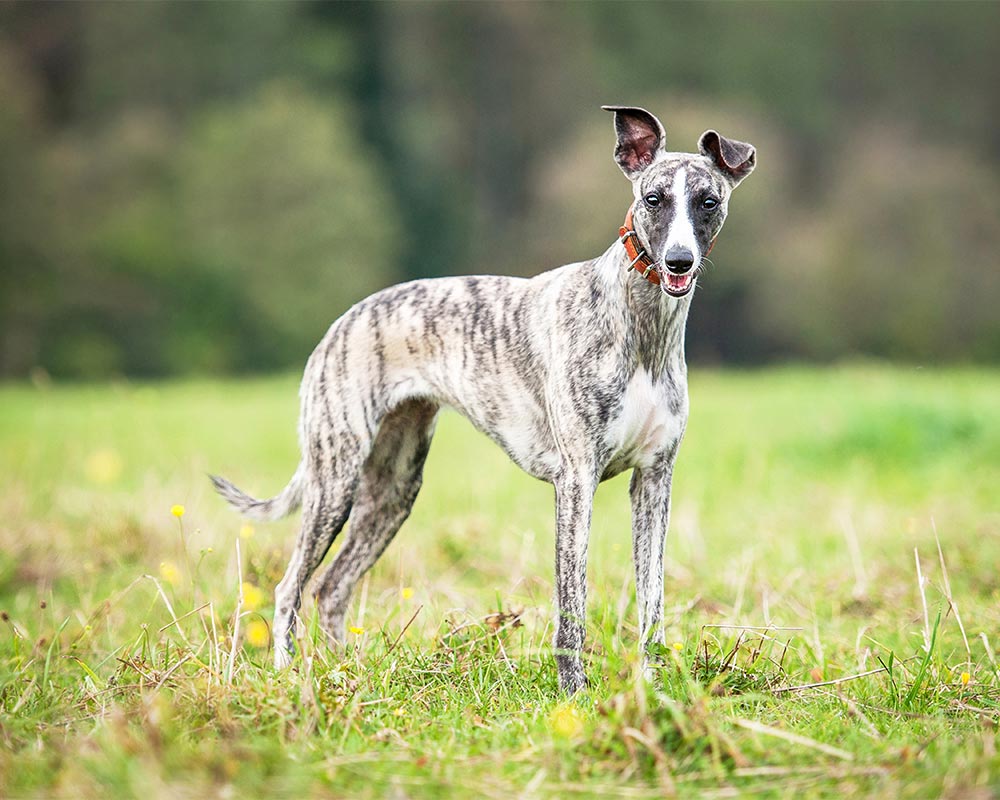 Whippet