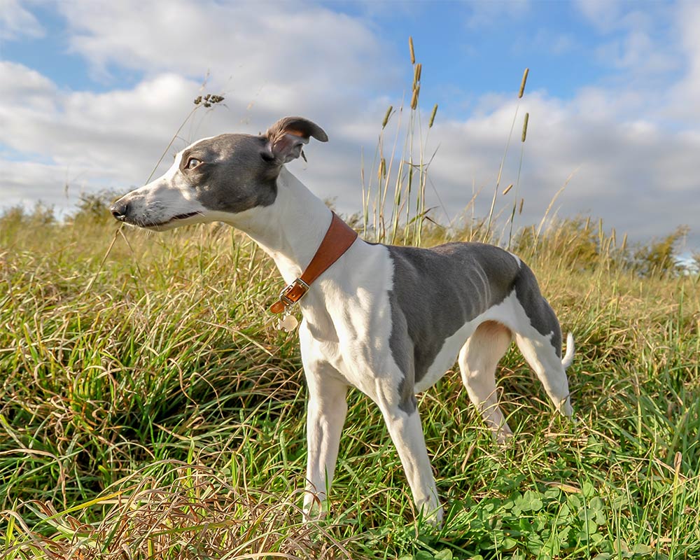 Whippet