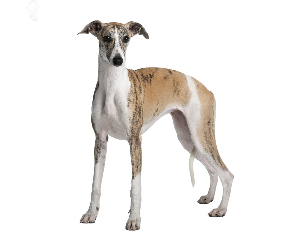 Whippet