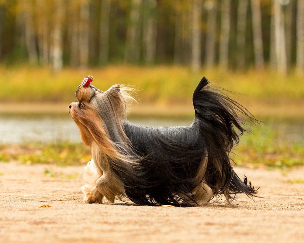 Yorkshire Terrier