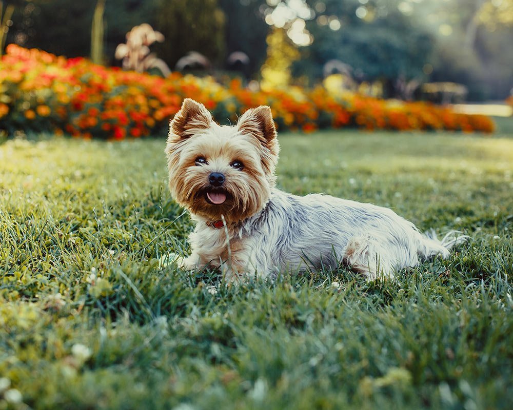 Yorkshire Terrier