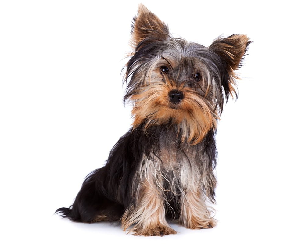 Yorkshire Terrier