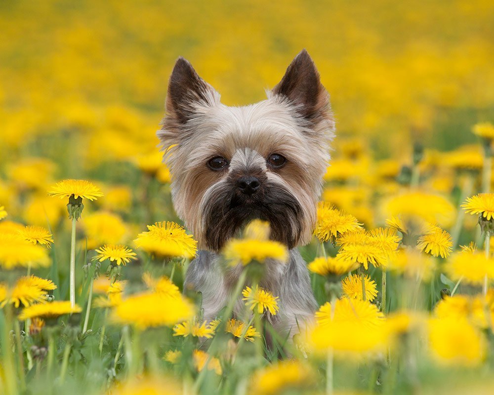 Yorkshire Terrier