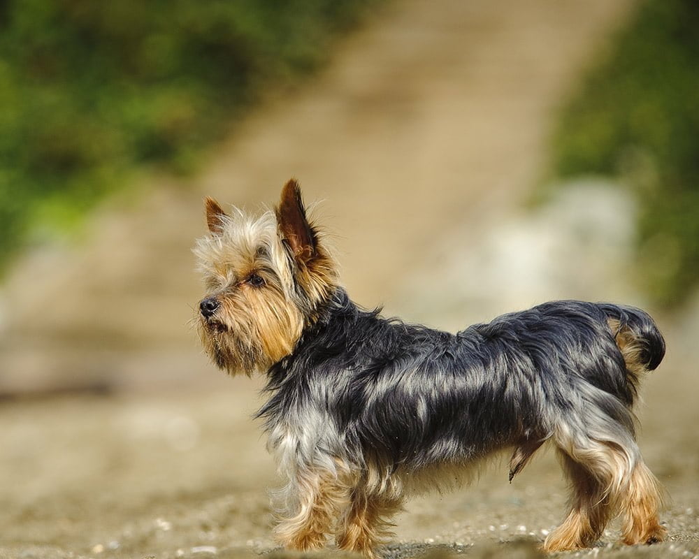 Yorkshire Terrier