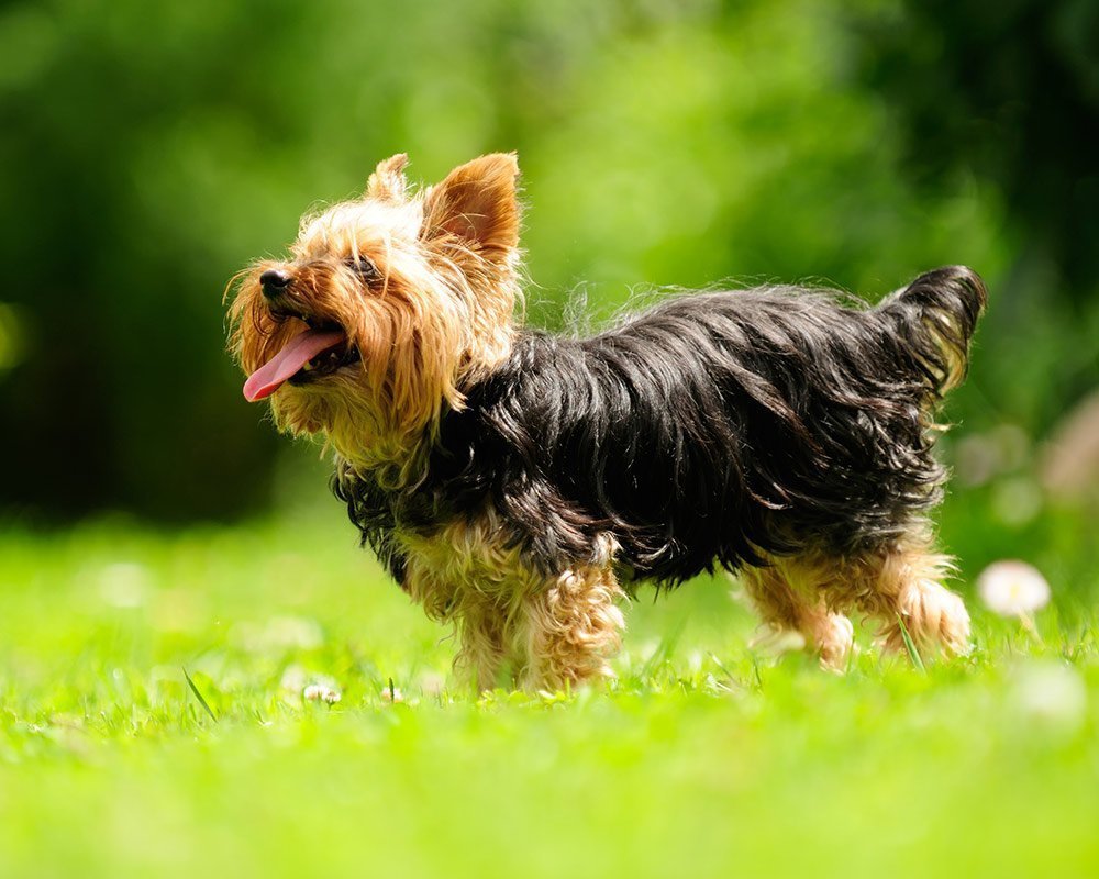 Yorkshire Terrier