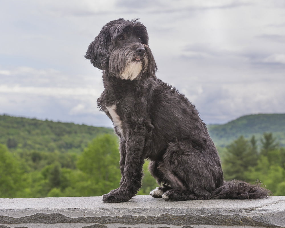 Cão de Água Português