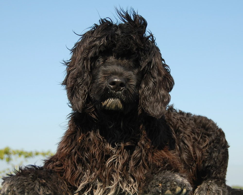 Cão de Água Português