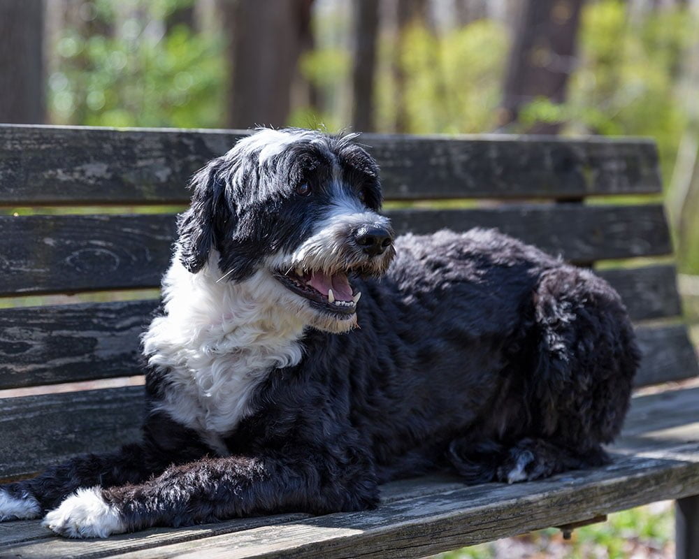 Cão de Água Português