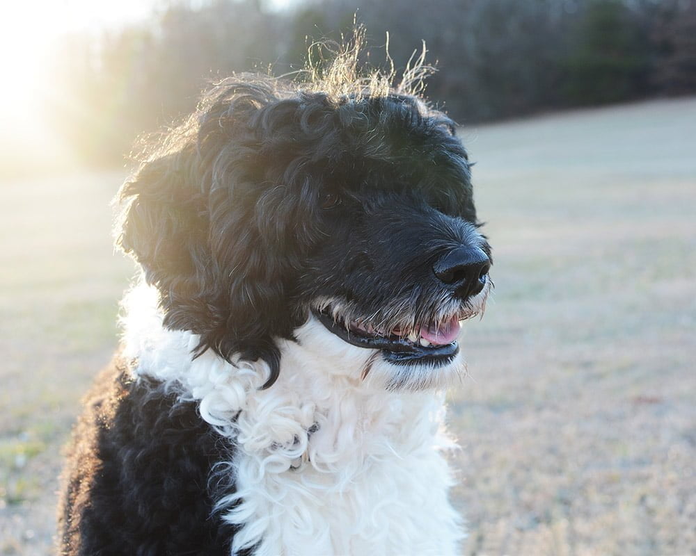 Cão de Água Português