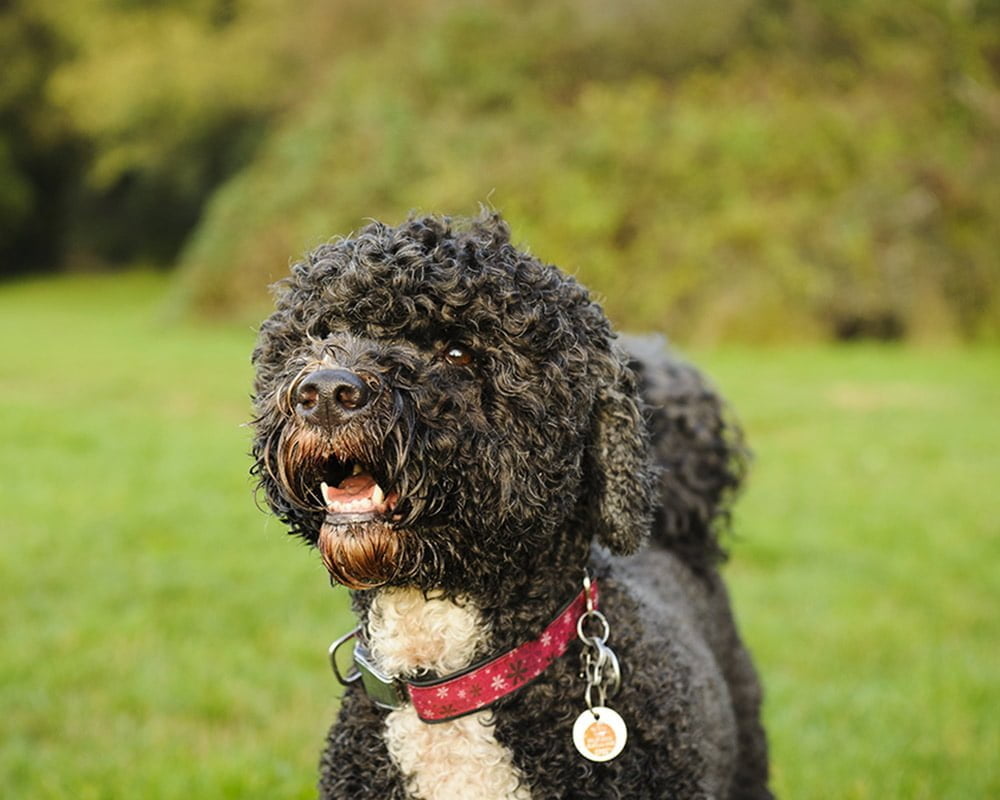 Cão de Água Português