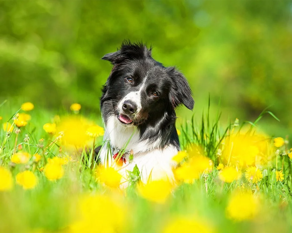 Border Collie - Raças de Cães Médios - Cão Nosso - Creche Canina