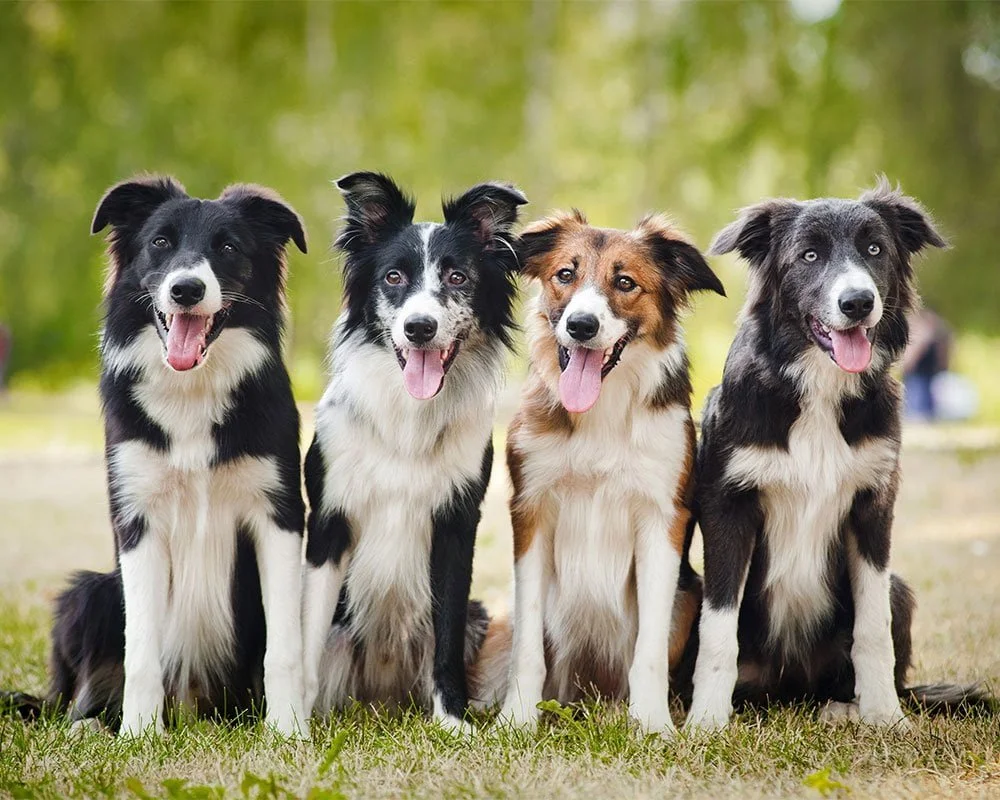 Border Collie - Raças de Cães Médios - Cão Nosso - Creche Canina