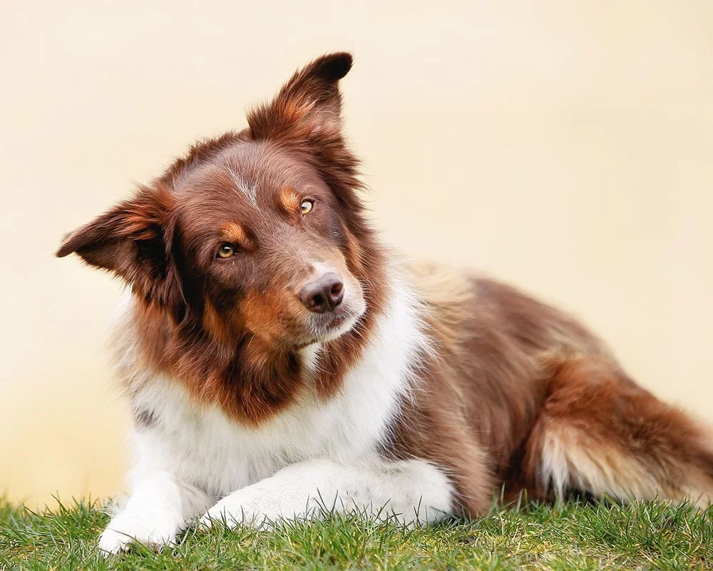 Border Collie - Raças de Cães Médios - Cão Nosso - Creche Canina