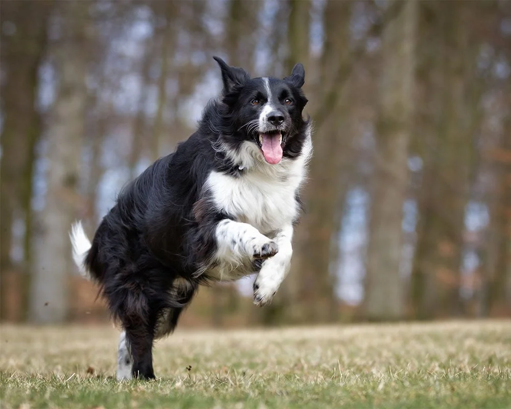 Border Collie - Raças de Cães Médios - Cão Nosso - Creche Canina