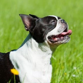 Boston Terrier