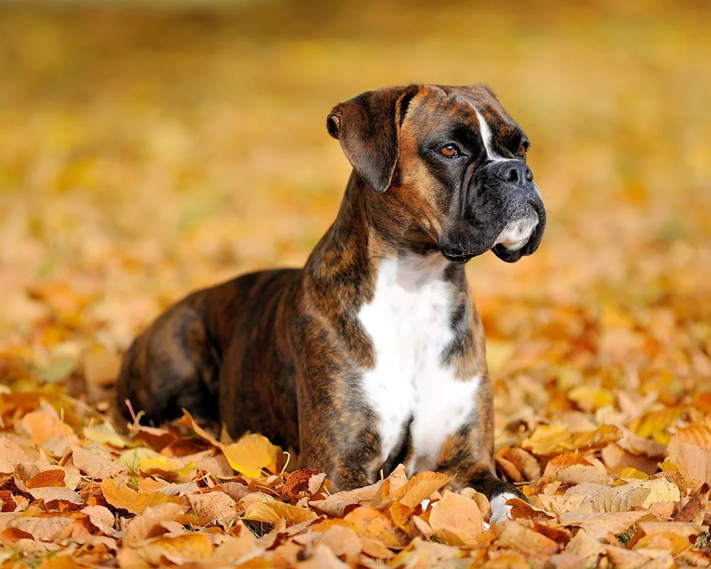 Boxer - Raças de Cães Grandes - Cão Nosso - Treino Canino