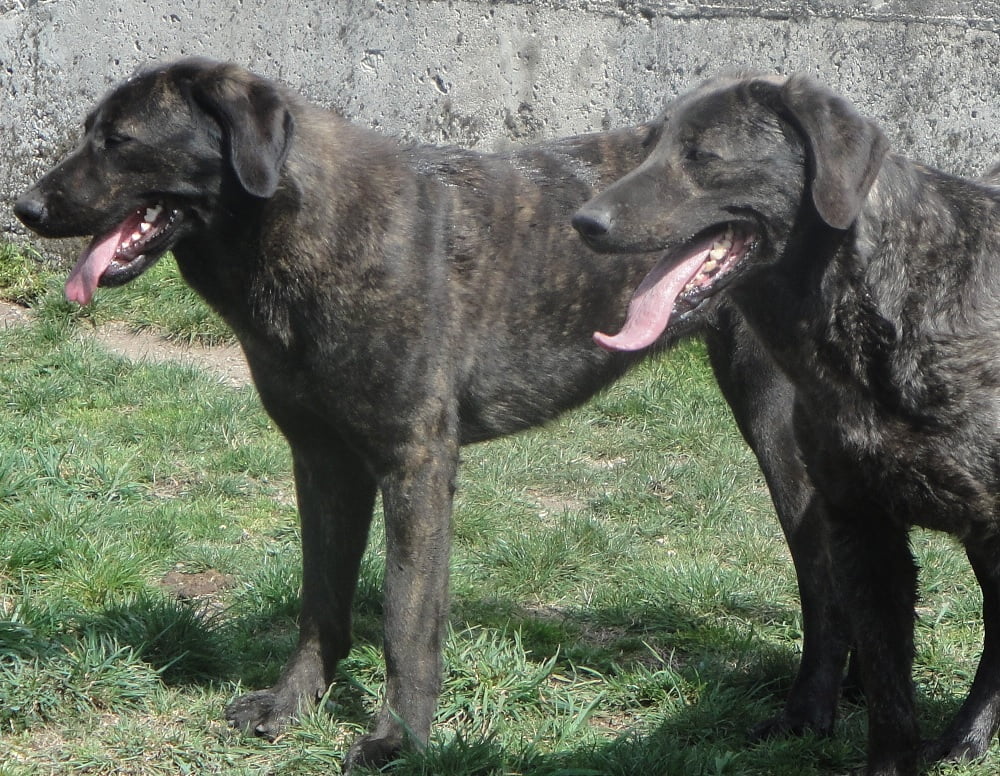 Cão de Castro Laboreiro