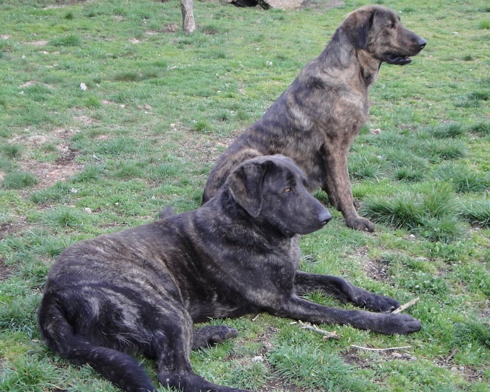 Cão de Castro Laboreiro