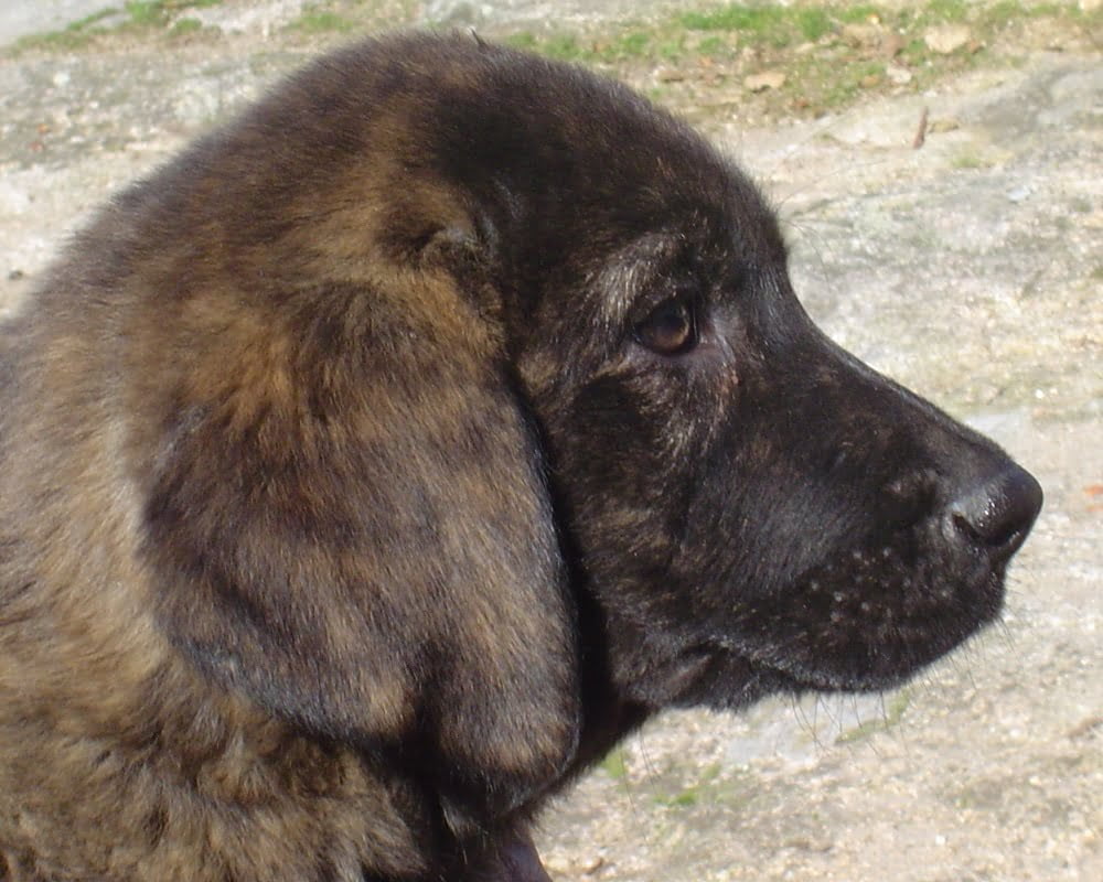 Cão de Castro Laboreiro