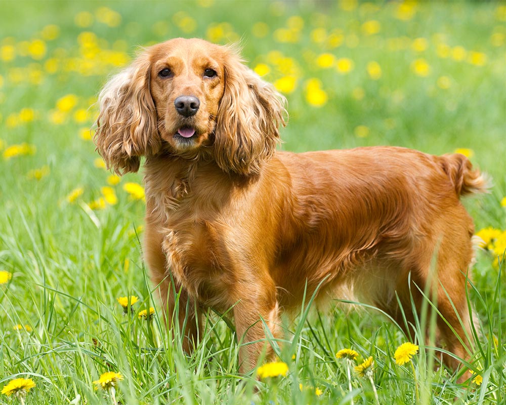 1. Long Hair Spaniel Breed Information - wide 3