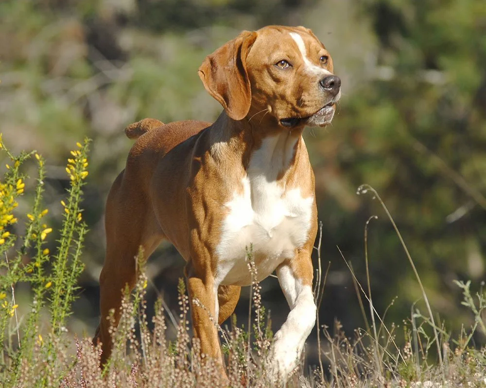 perro  Dicionário Infopédia da Língua Portuguesa