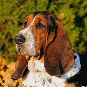 Basset Hound