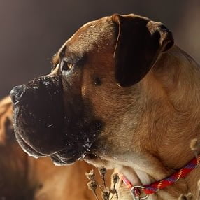 Boerboel