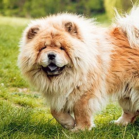 Chow Chow