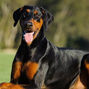 Dobermann