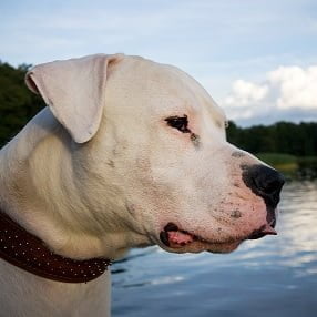 Dogue Argentino