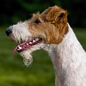 Fox Terrier