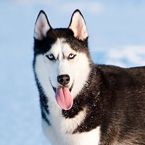 Husky Siberiano