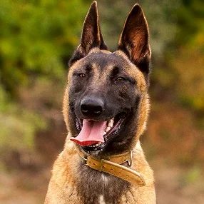 Novo estudo revela: Pastor Belga Malinois é a raça de cão mais