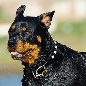 Rottweiler