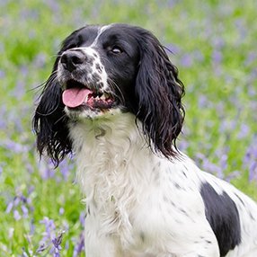 English Springer Spaniel