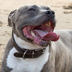 Staffordshire Bull Terrier