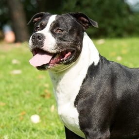 American Staffordshire Terrier