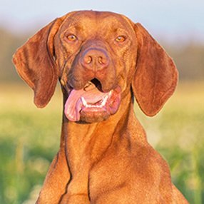 Vizsla Húngaro