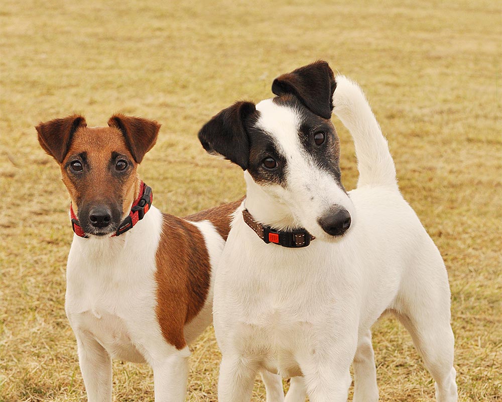 Fox Terrier