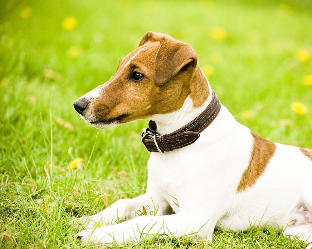 Fox Terrier