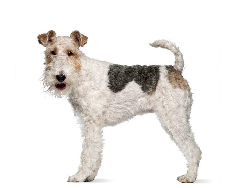 Fox Terrier