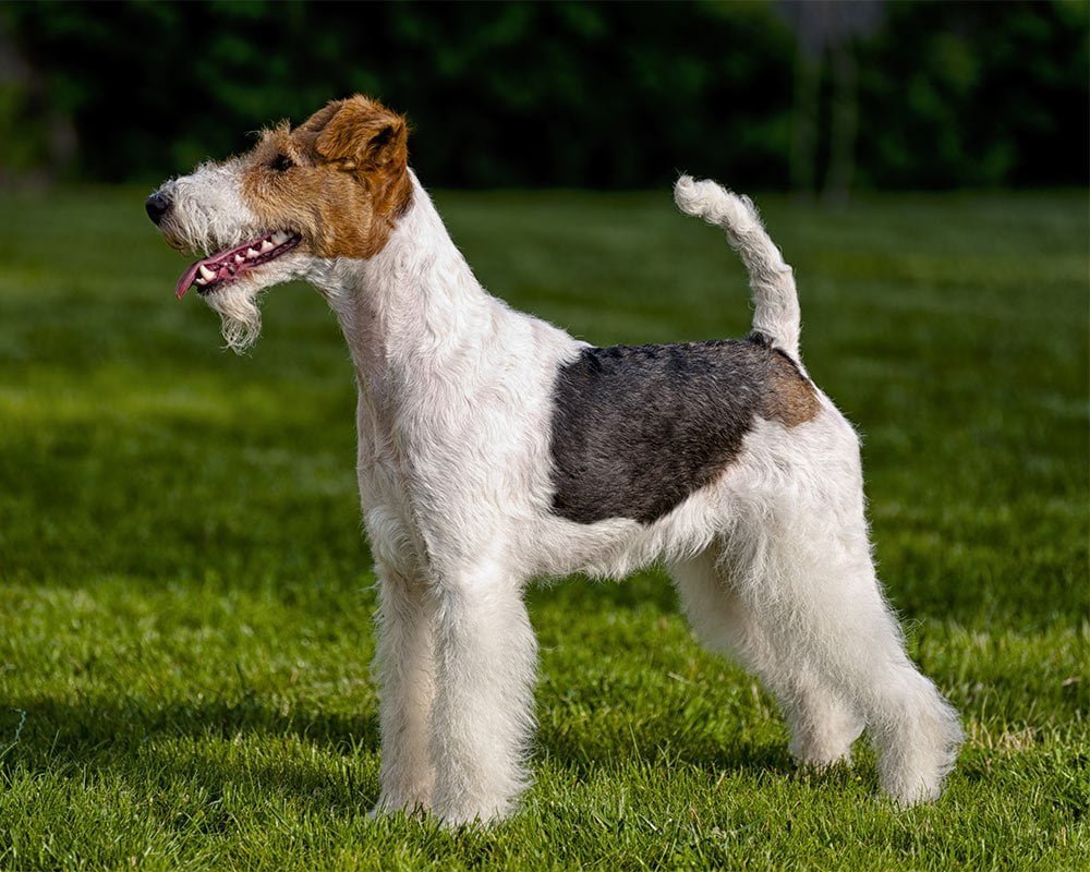 Fox Terrier