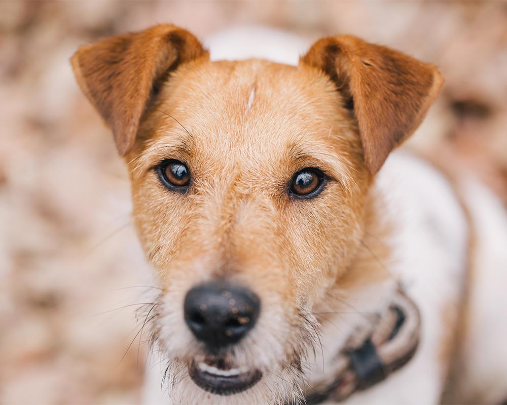 Fox Terrier