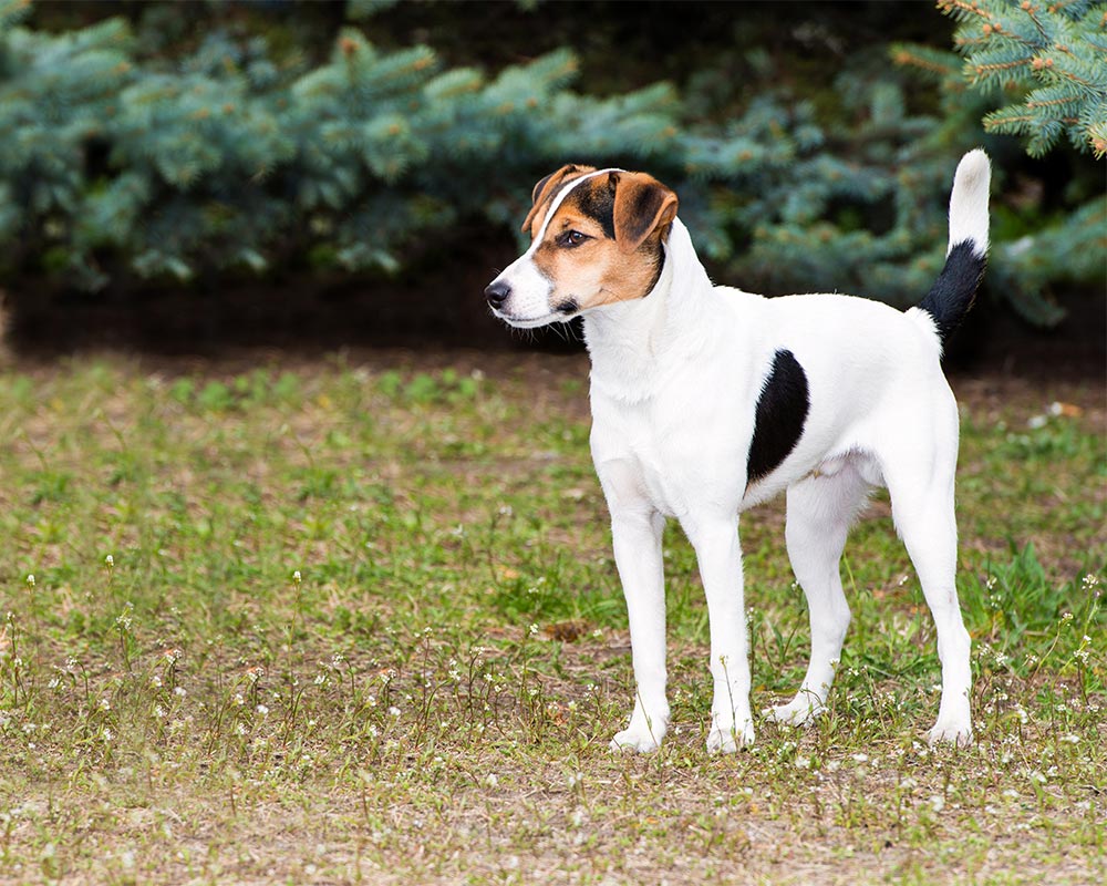 Fox Terrier Inglês: conheça o destemido cão