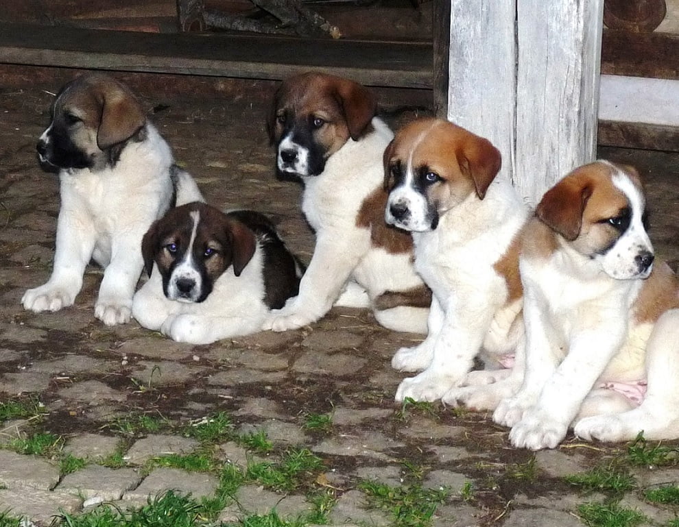 Cão de Gado Transmontano