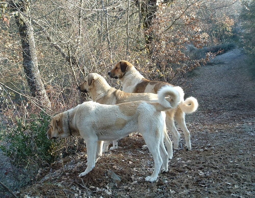 Cão de Gado Transmontano