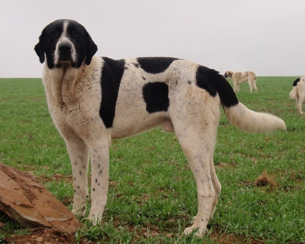 Cão de Gado Transmontano