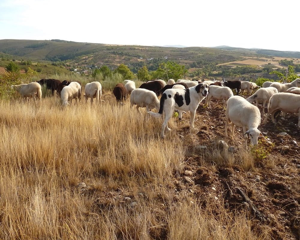 Cão de Gado Transmontano