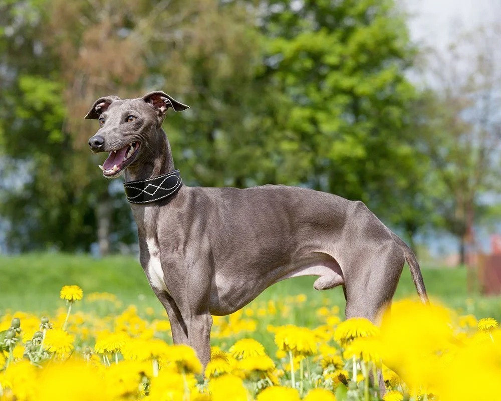 Galgo Italiano